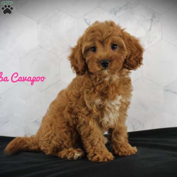 Sheba, Cavapoo Puppy